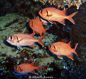 A scool of soldierfish  Myripristis xantacrus. by Alberto Romeo 